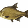 Van Den Eynde Groundbaits Hi-Pro Carp  2kg - Image 5