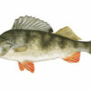 Van Den Eynde Black Riddled Leam 2kg - Image 6