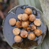 Crafty Catcher Superfood King Prawn Boilies 15mm 900g - Image 3