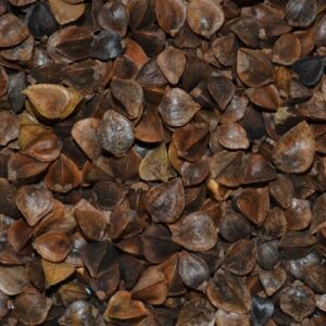 Buckwheat 25kg
