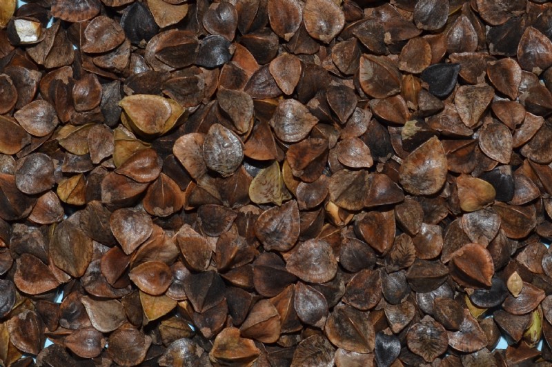 Buckwheat 25kg