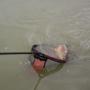 Commercial Carp Fishing